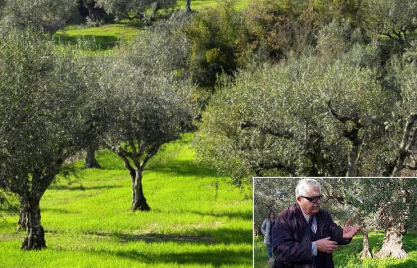Proactive Κλάδεμα ελαιοδέντρων / διαχείριση υπολειμμάτων κλαδέματος