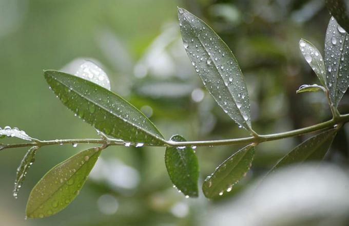 Proactive Σεμινάριο με θέμα: «Άρδευση των ελαιοδέντρων»