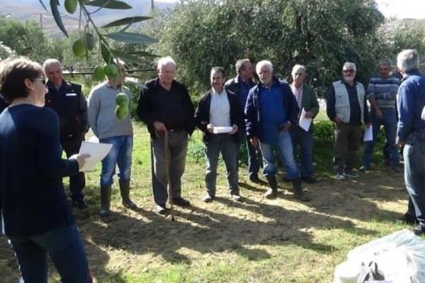 Proactive Δράσεις για τη βελτίωση της ποιότητας του ελαιολάδου