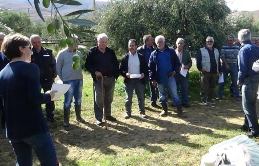 Proactive Δράσεις για τη βελτίωση της ποιότητας του ελαιολάδου
