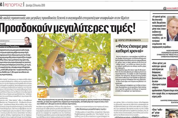 Proactive Με καλές προοπτικές και μεγάλες προσδοκίες ξεκινά η συγκομιδή επιτραπέζιων σταφυλιών στην Κρήτη.