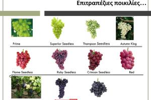 Proactive «Ανοίγονται νέες προοπτικές για το επιτραπέζιο σταφύλι της Κρήτης»